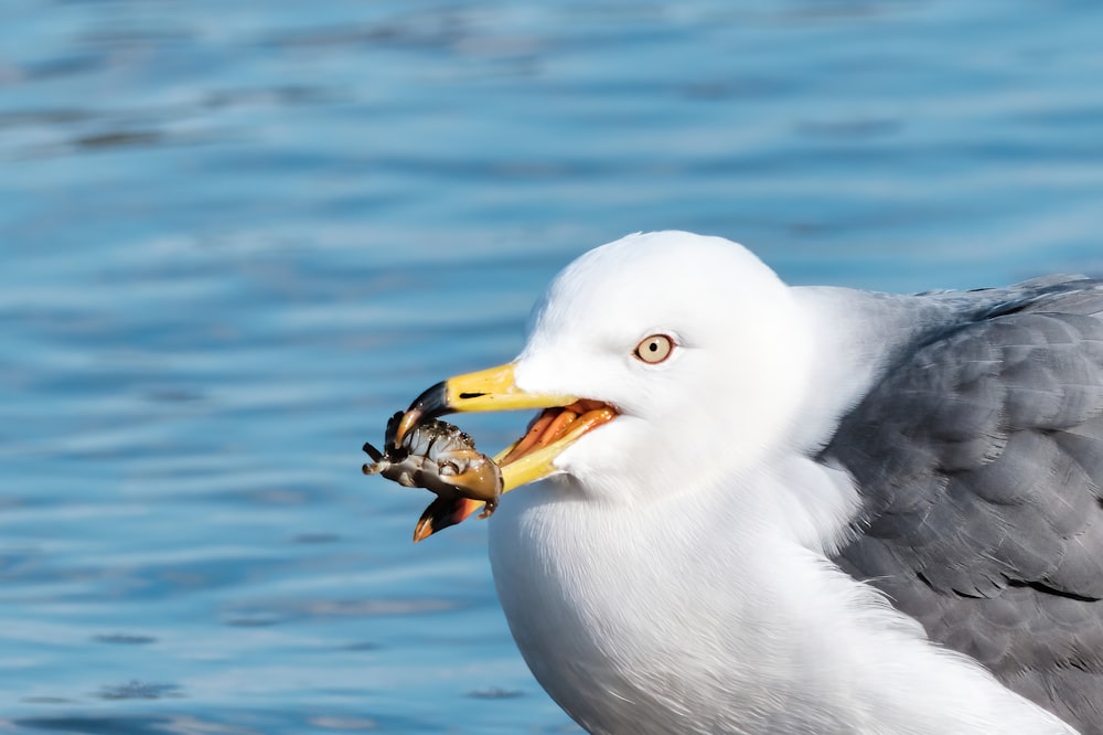 a seagull with a fish in its mouth
