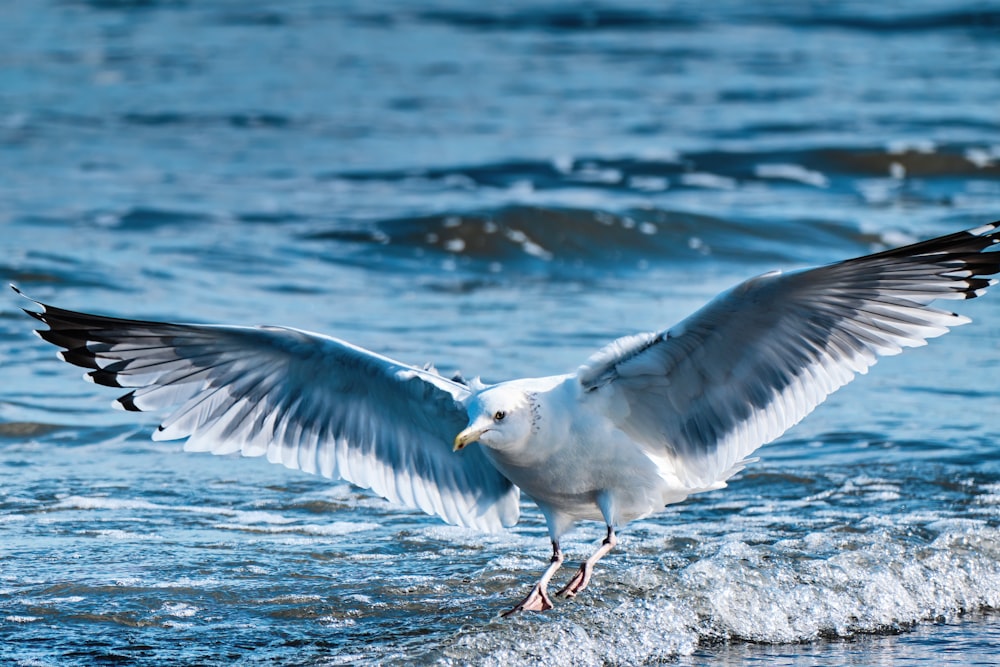 a seagull landing on the beach with its wings spread
