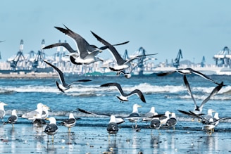 A flock of seagulls is captured both flying above and standing on a beach. The background features an industrial port with several cranes and shipping infrastructure. The waves gently crash onto the shore, creating a dynamic and lively atmosphere.