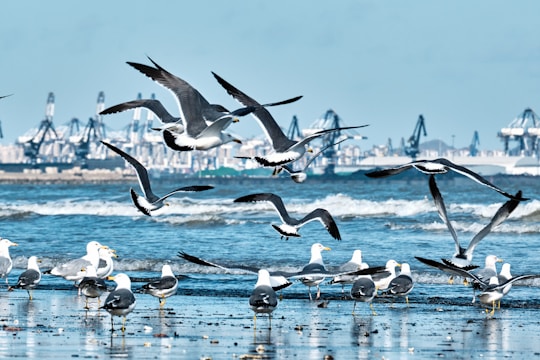 A flock of seagulls is captured both flying above and standing on a beach. The background features an industrial port with several cranes and shipping infrastructure. The waves gently crash onto the shore, creating a dynamic and lively atmosphere.