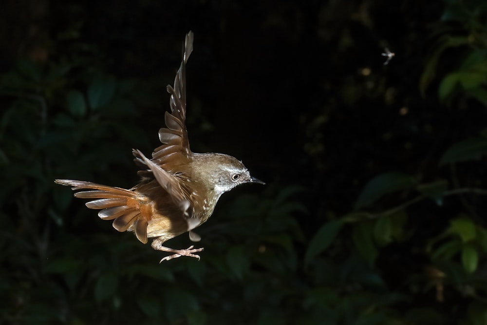 Ein Vogel, der mit ausgebreiteten Flügeln durch die Luft fliegt