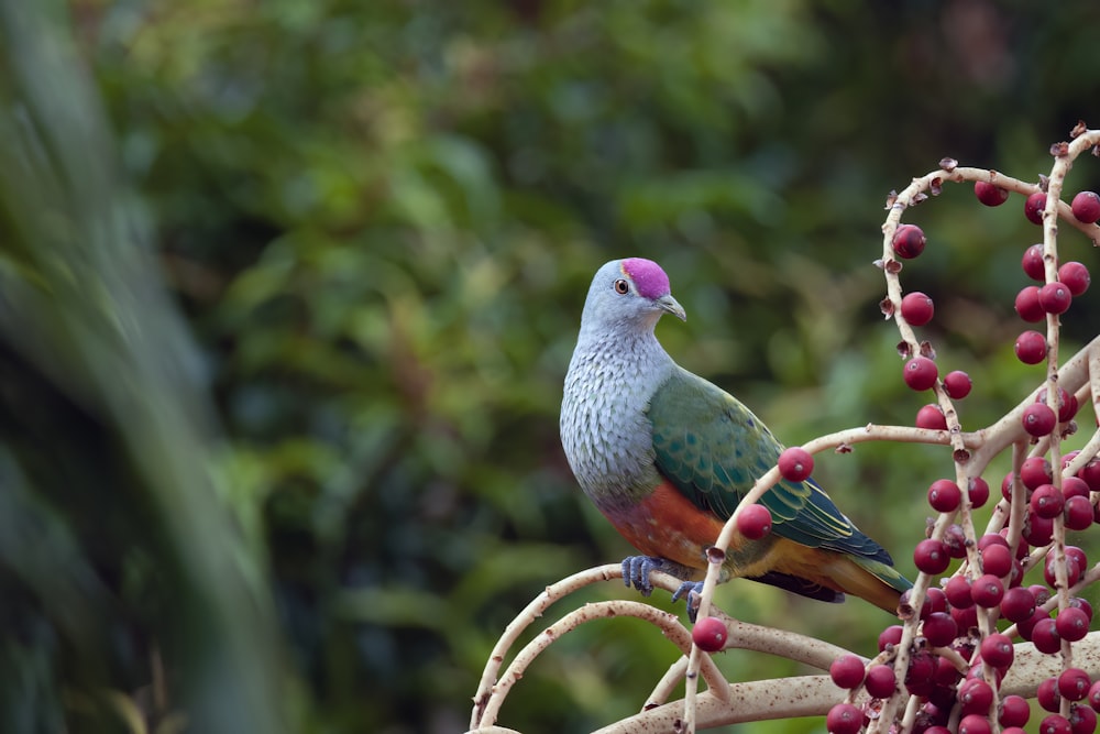 a colorful bird perched on a branch with berries