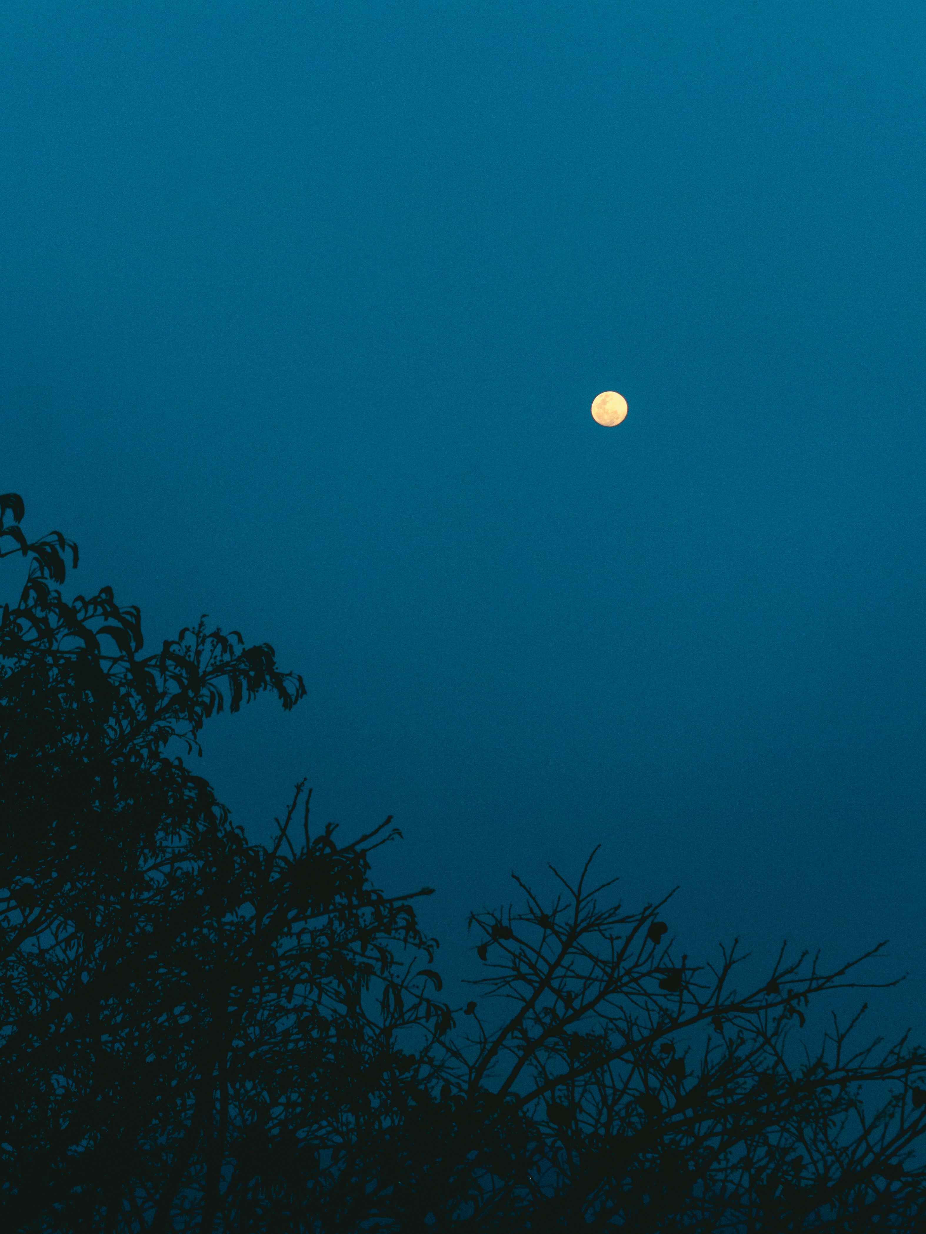 a full moon seen through the branches of a tree