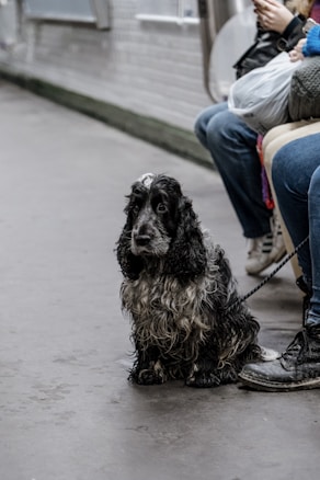 A black and white dog with curly fur sits on the floor of a subway or train station. The dog is leashed and appears to be calm. Nearby, a person is sitting on a bench with a bag and is partially visible, holding a phone. The environment is urban and slightly worn, with tiled walls and a concrete platform.