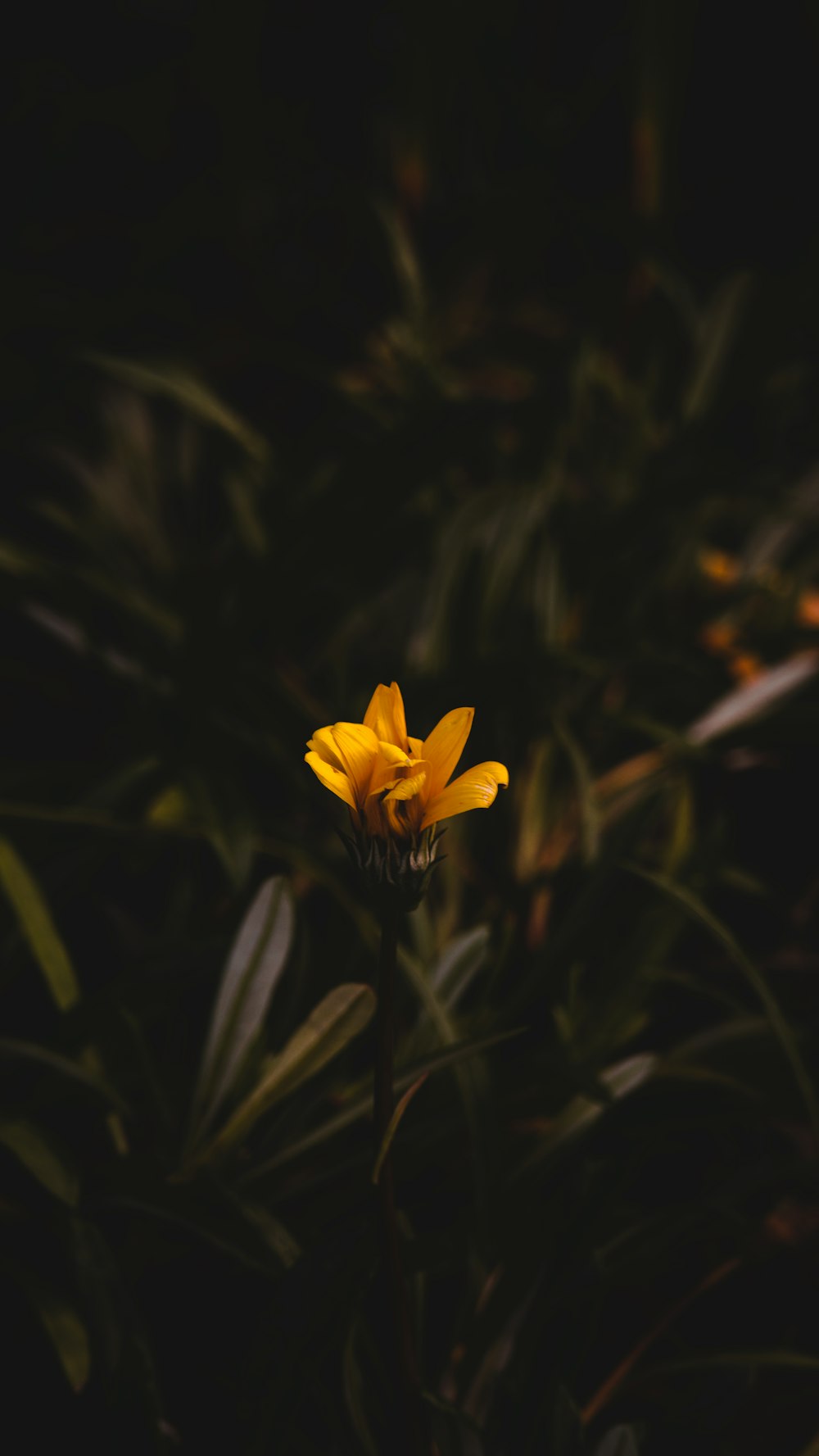 畑の真ん中にある黄色い花