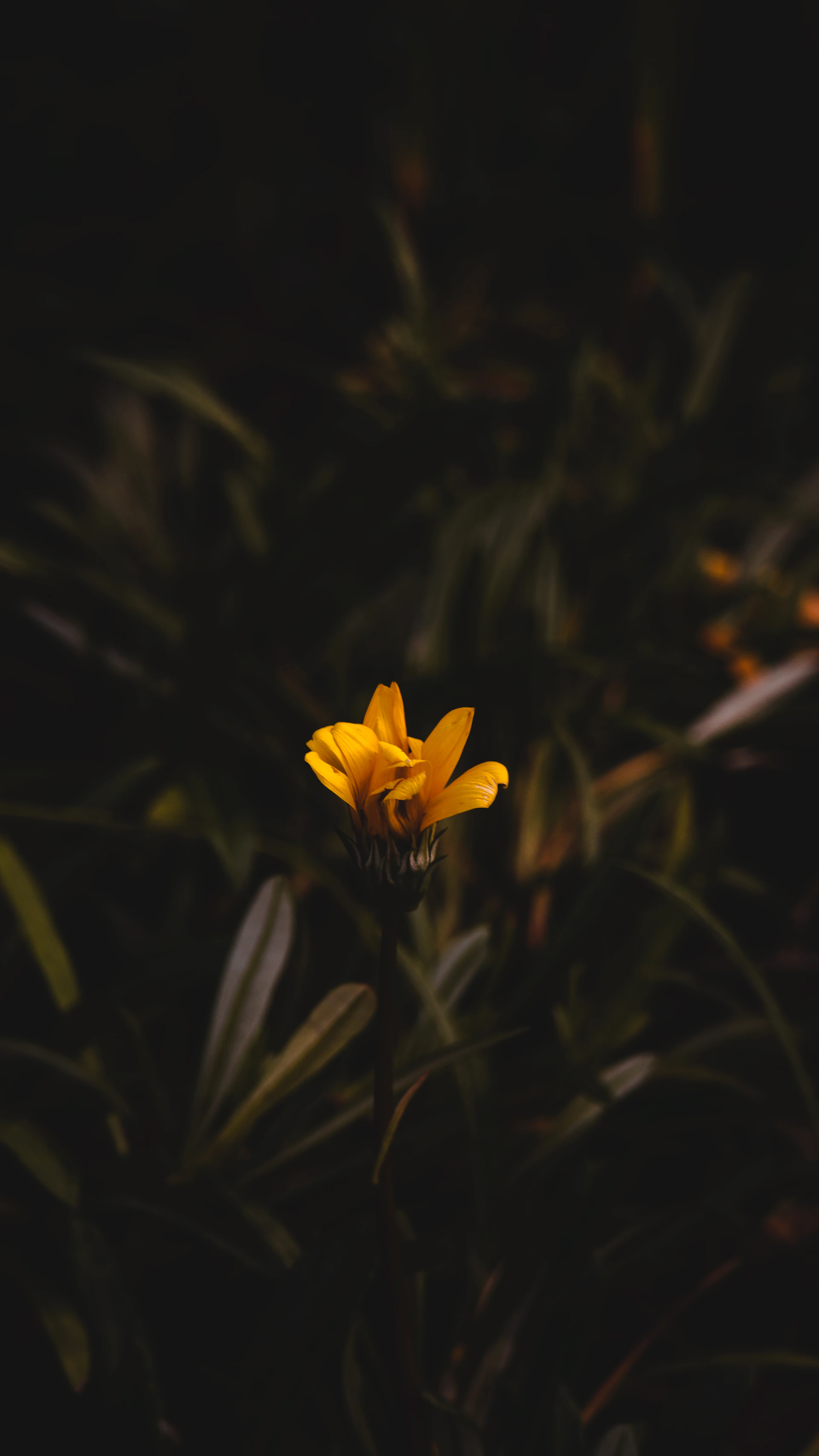 a yellow flower in the middle of a field