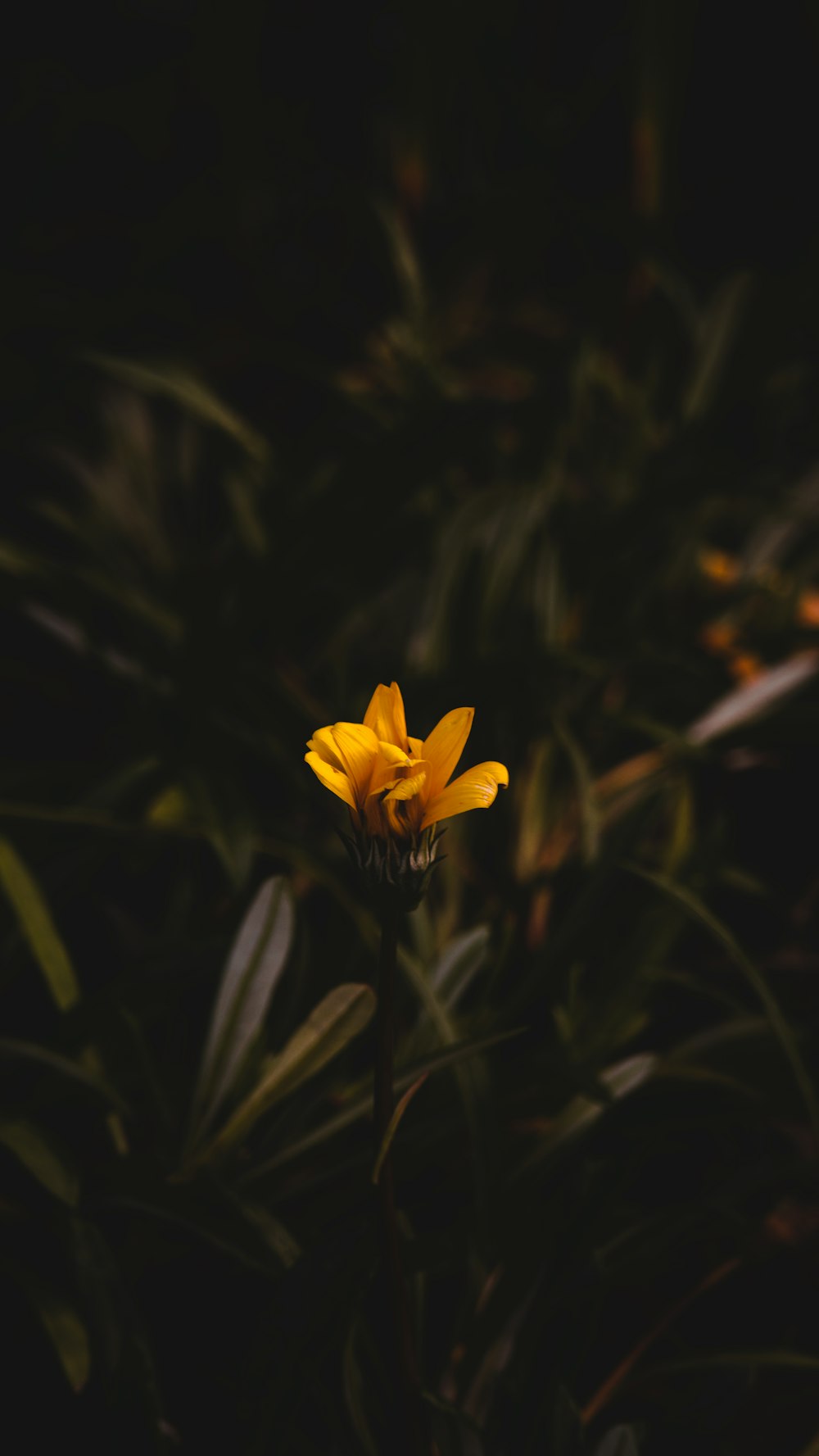 a yellow flower in the middle of a field