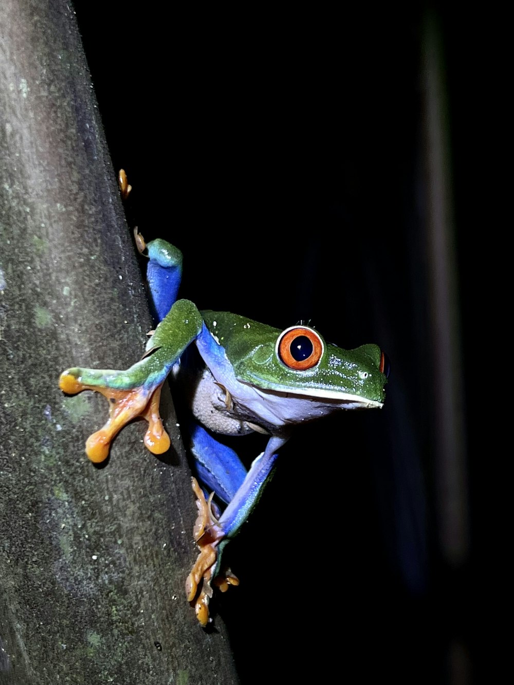 a blue and green frog sitting on top of a tree