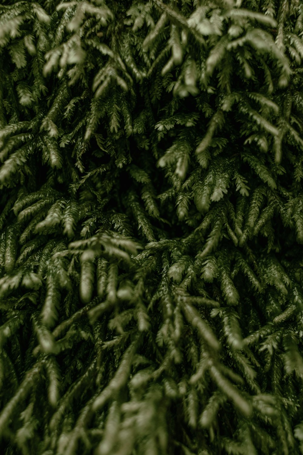 a close up of a bunch of pine needles