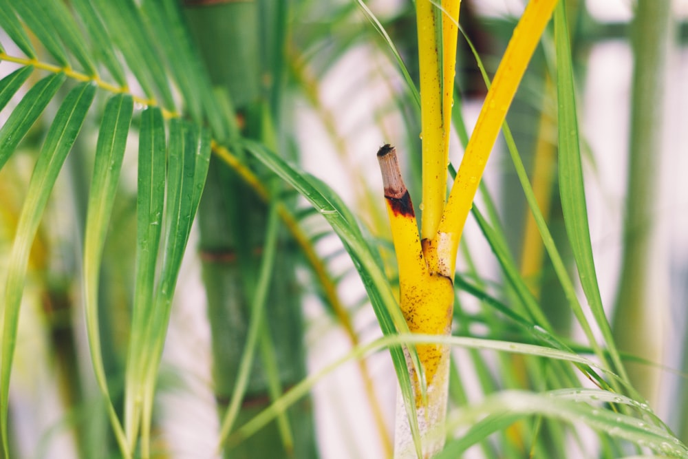 a close up of a plant with a bug on it