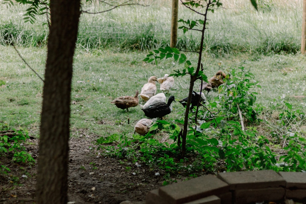 a group of chickens walking around in the grass