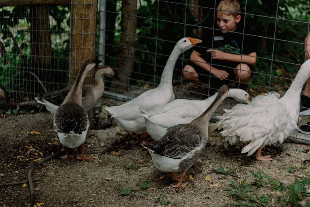 a group of ducks standing next to each other