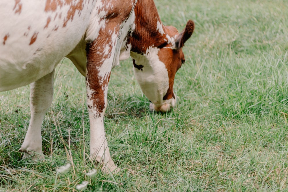 a brown and white cow standing on top of a lush green field