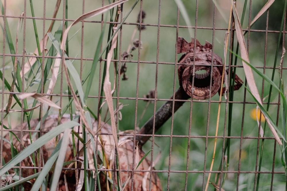 a close up of a bird behind a fence