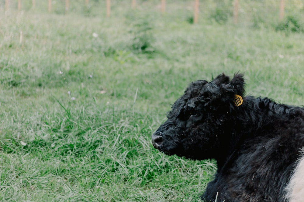 a black and white cow laying in the grass