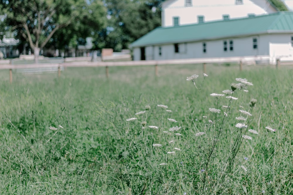 a field of grass with a house in the background