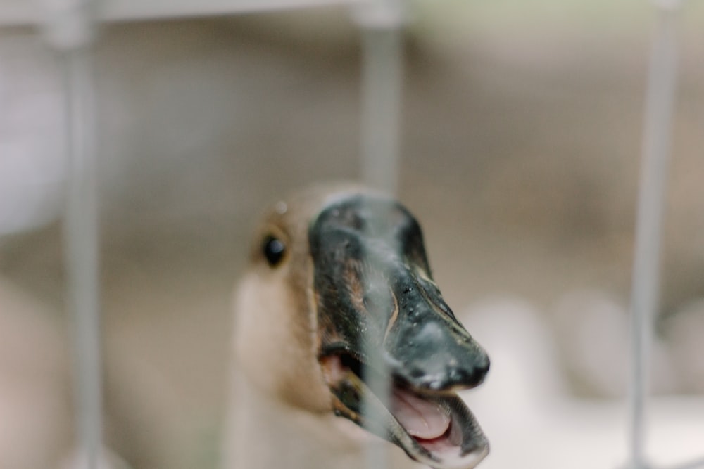 a close up of a bird in a cage