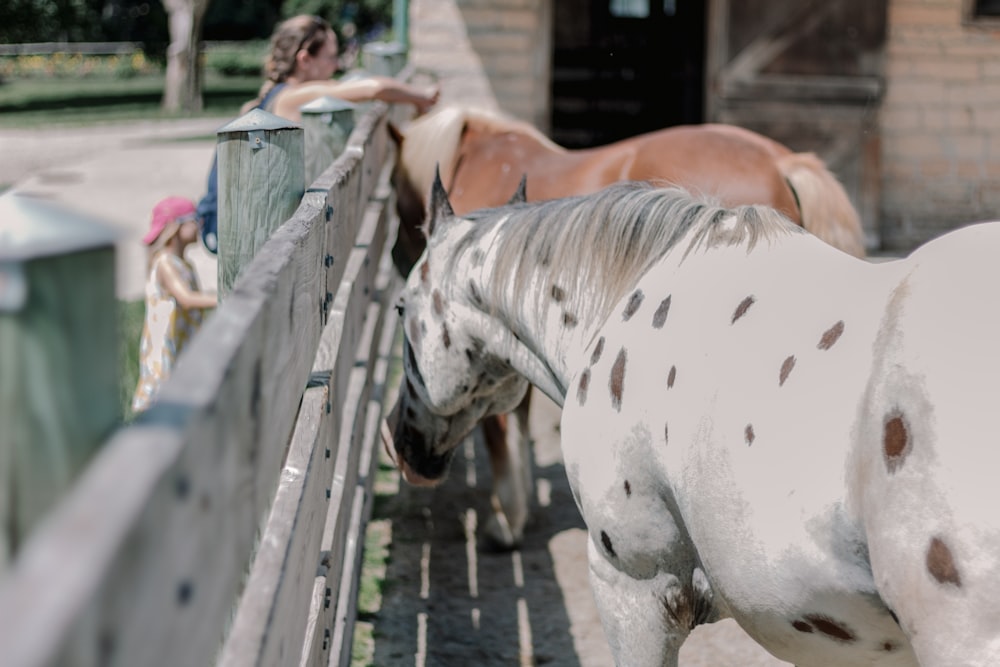 a white horse standing next to a wooden fence