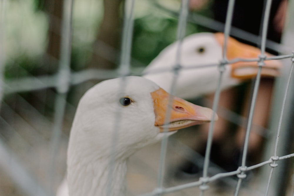 two ducks in a cage with a person in the background