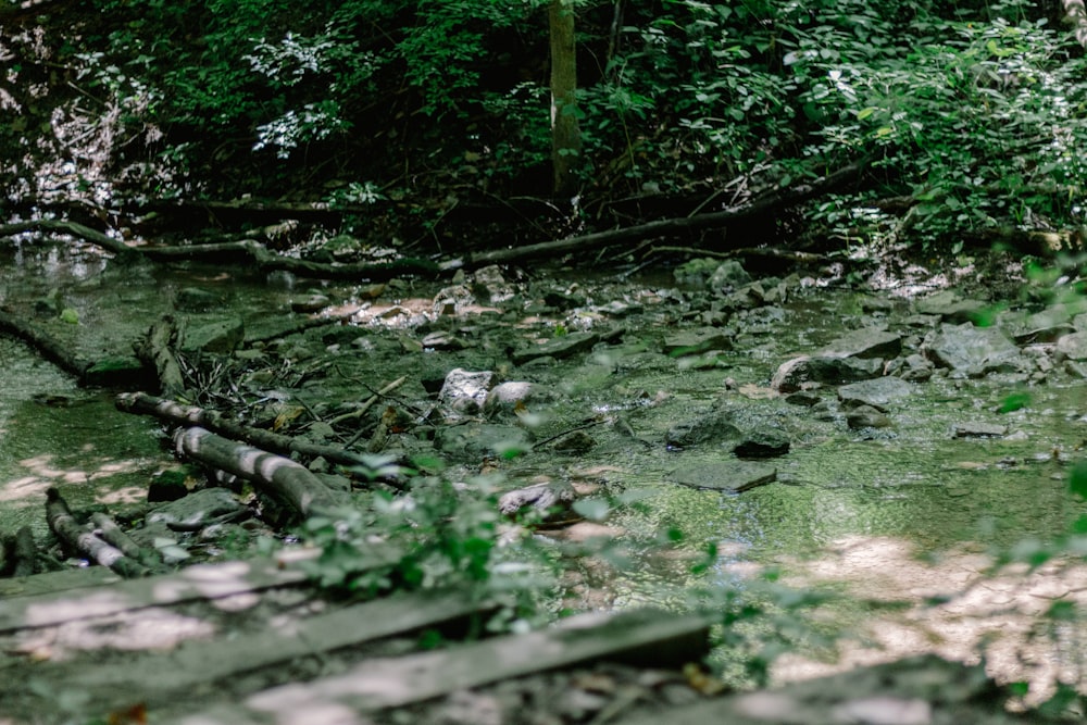 a stream running through a lush green forest