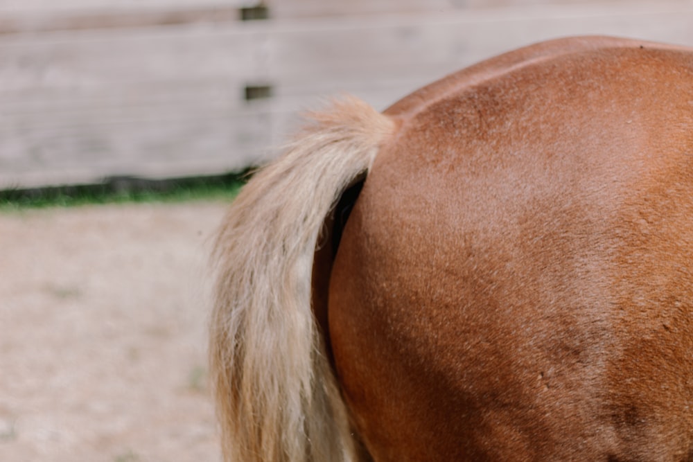 a close up of a horse's head with a wooden fence in the background