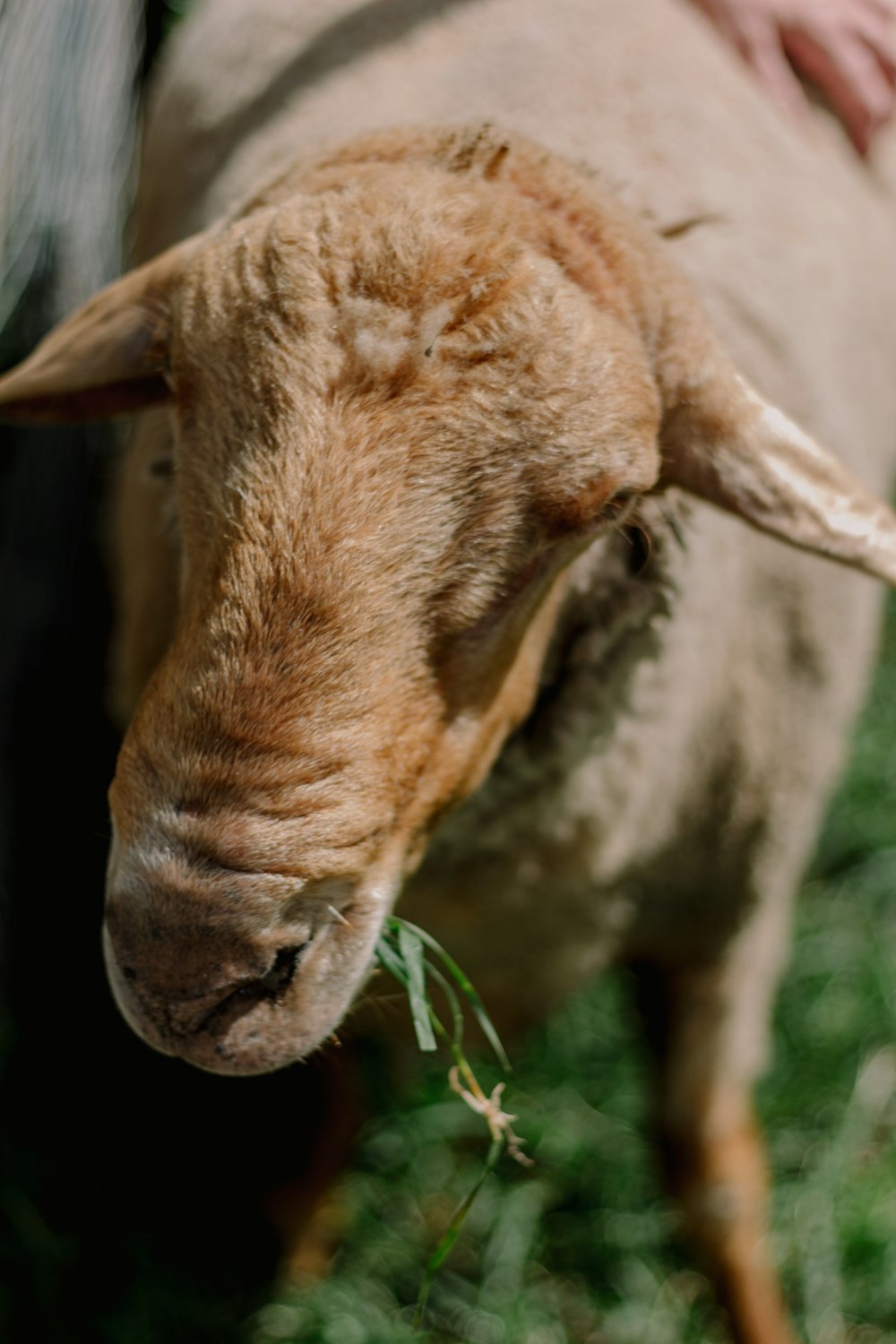 a close up of a sheep with grass in its mouth