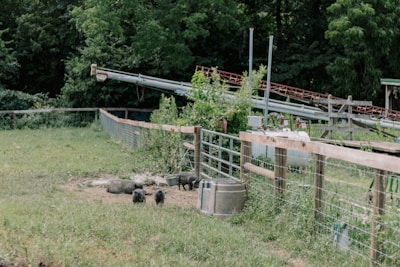 A fenced area with several small black pigs roaming on grass and dirt. The background includes lush green trees and a structure with conveyor belts that appear to be part of a farm setting. A metal bin and various foliage are also visible.