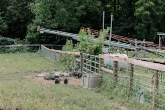 A fenced area with several small black pigs roaming on grass and dirt. The background includes lush green trees and a structure with conveyor belts that appear to be part of a farm setting. A metal bin and various foliage are also visible.