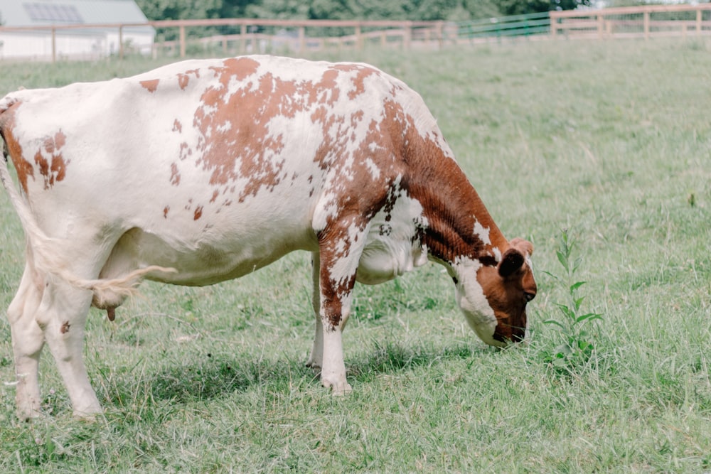 Eine braun-weiße Kuh frisst Gras auf einem Feld