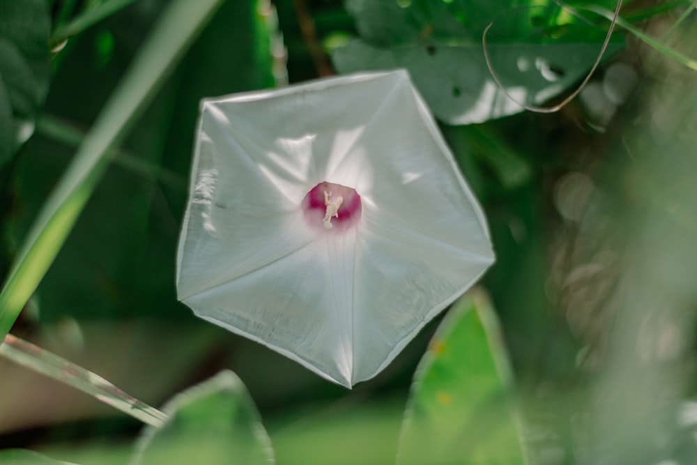 a white umbrella with a pink flower on it