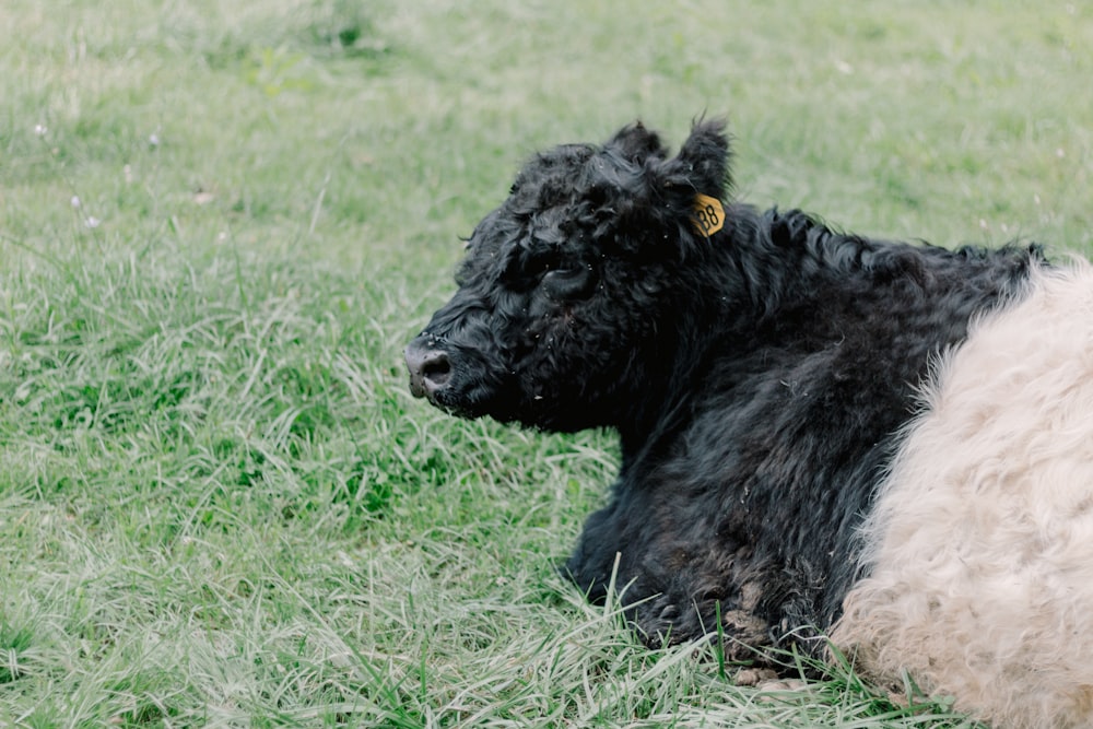 a black and white cow laying on top of a lush green field