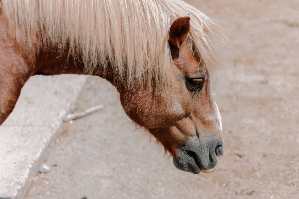 a close up of a horse on a dirt ground