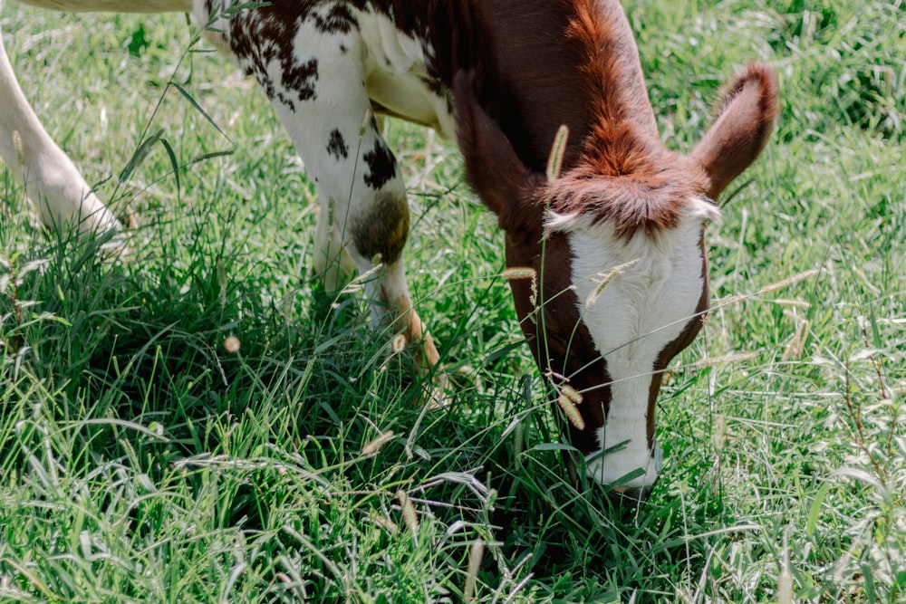 a brown and white cow eating grass in a field