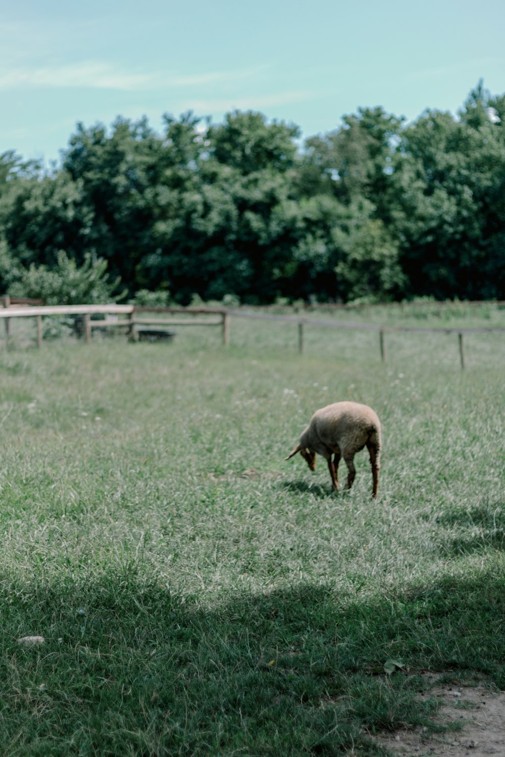a sheep grazes in a field with trees in the background