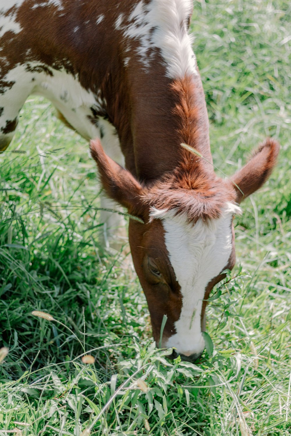 a brown and white cow eating grass in a field