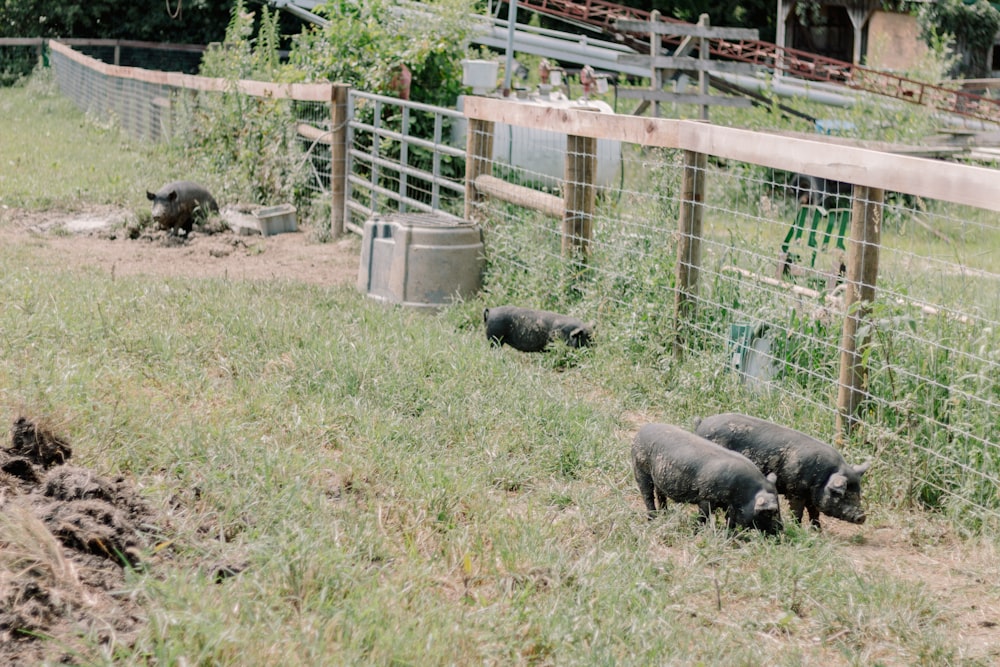 a group of pigs in a fenced in area