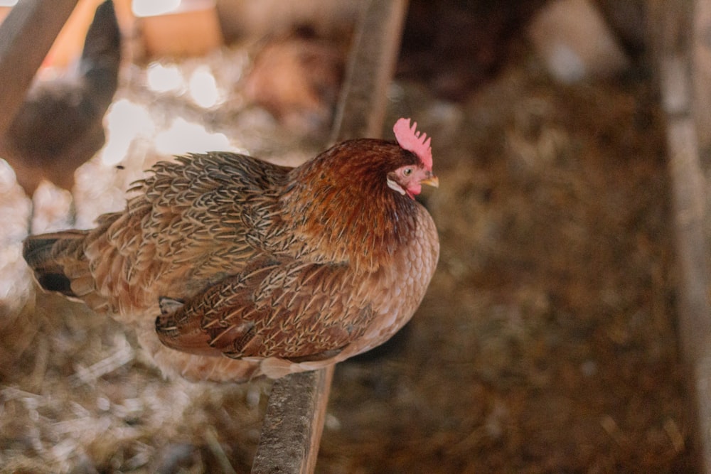 um close up de uma galinha em um poste