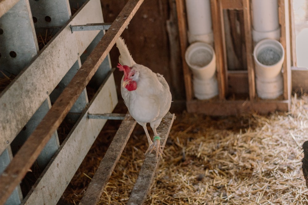 a chicken is standing on a ledge in a barn