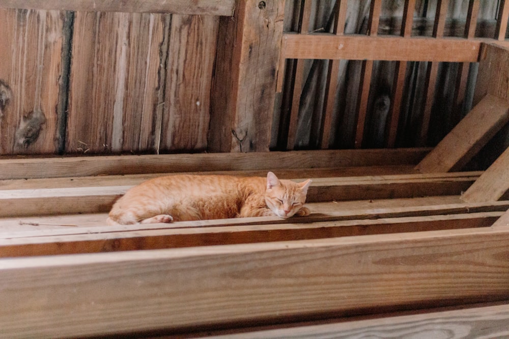 an orange cat laying on top of a wooden floor