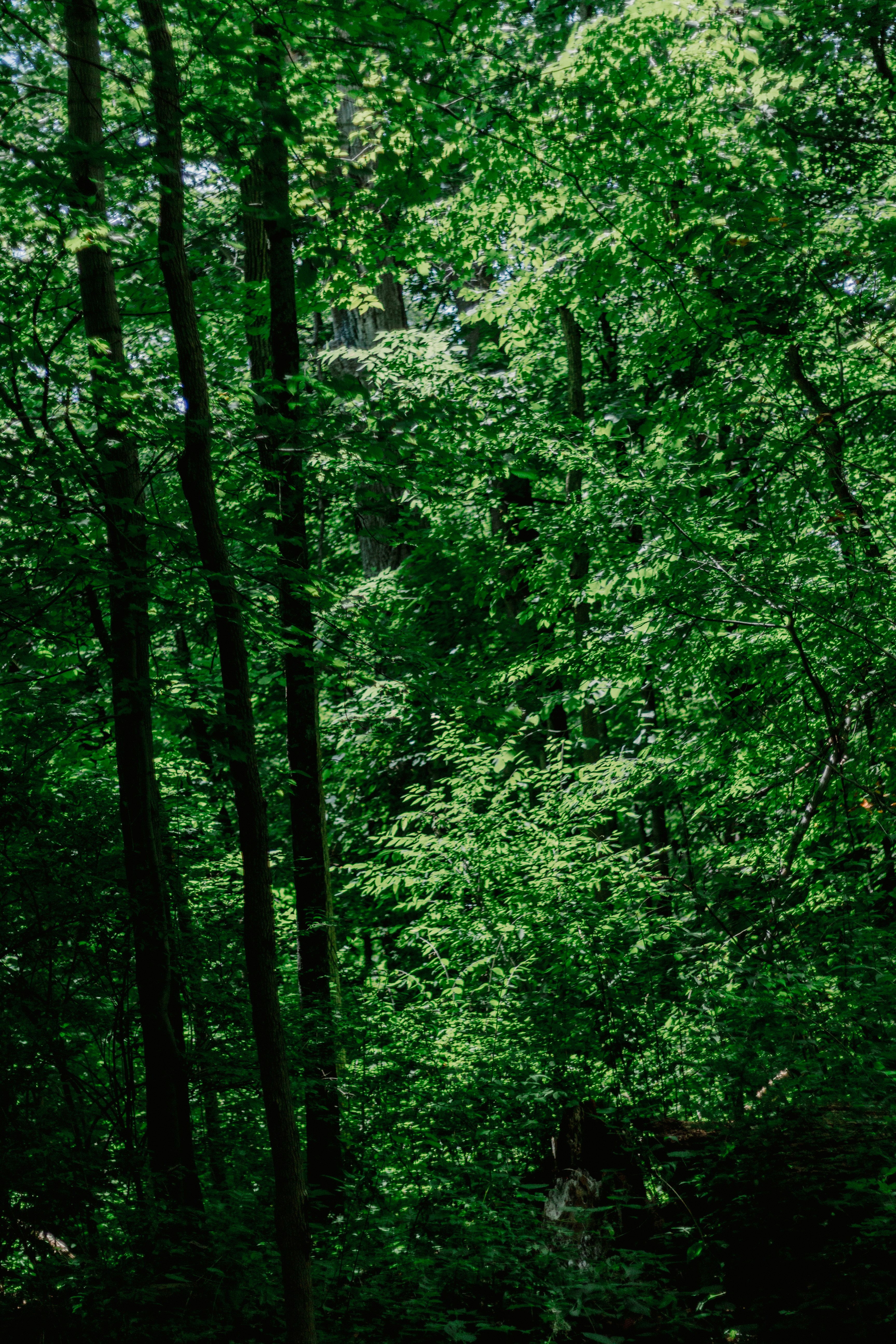 a lush green forest filled with lots of trees