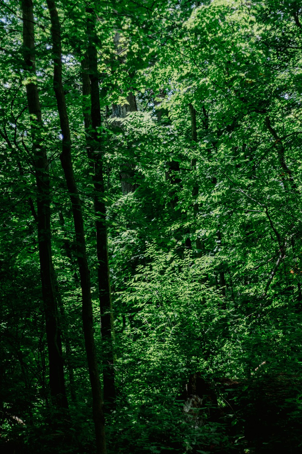 a lush green forest filled with lots of trees