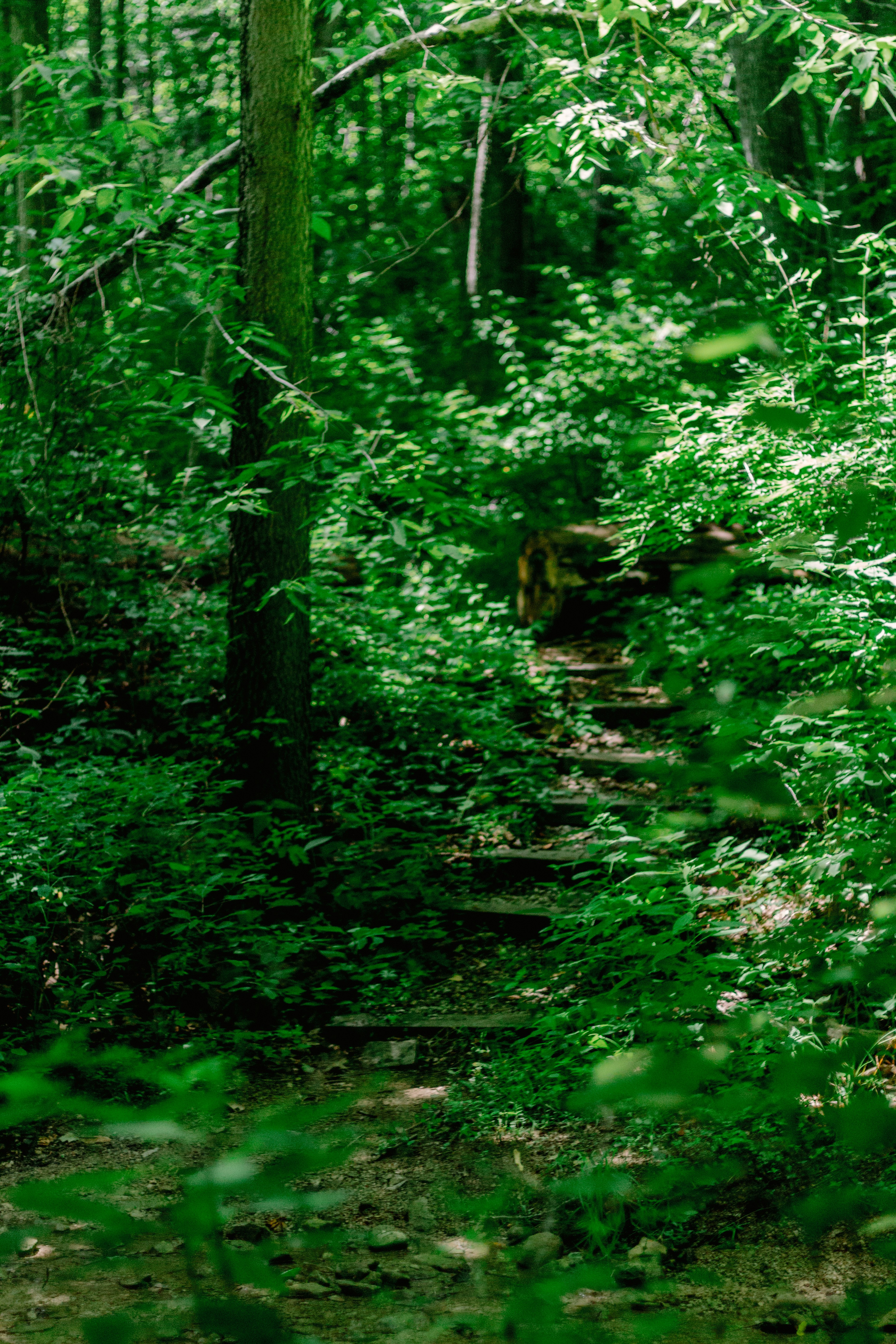 a path in the middle of a forest surrounded by trees