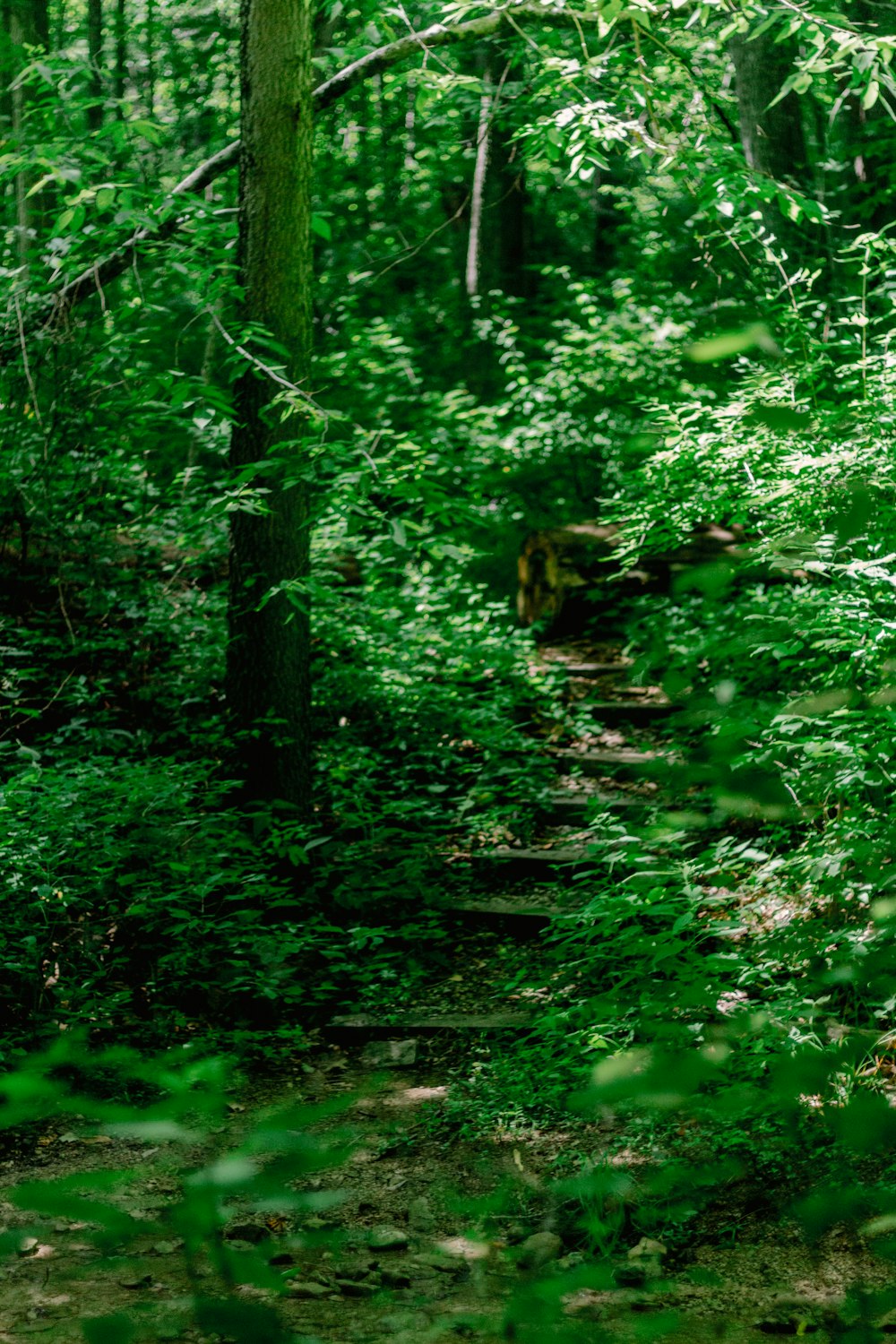 a path in the middle of a forest surrounded by trees