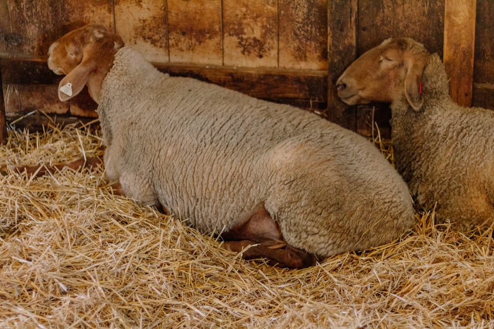a couple of sheep laying on top of a pile of hay