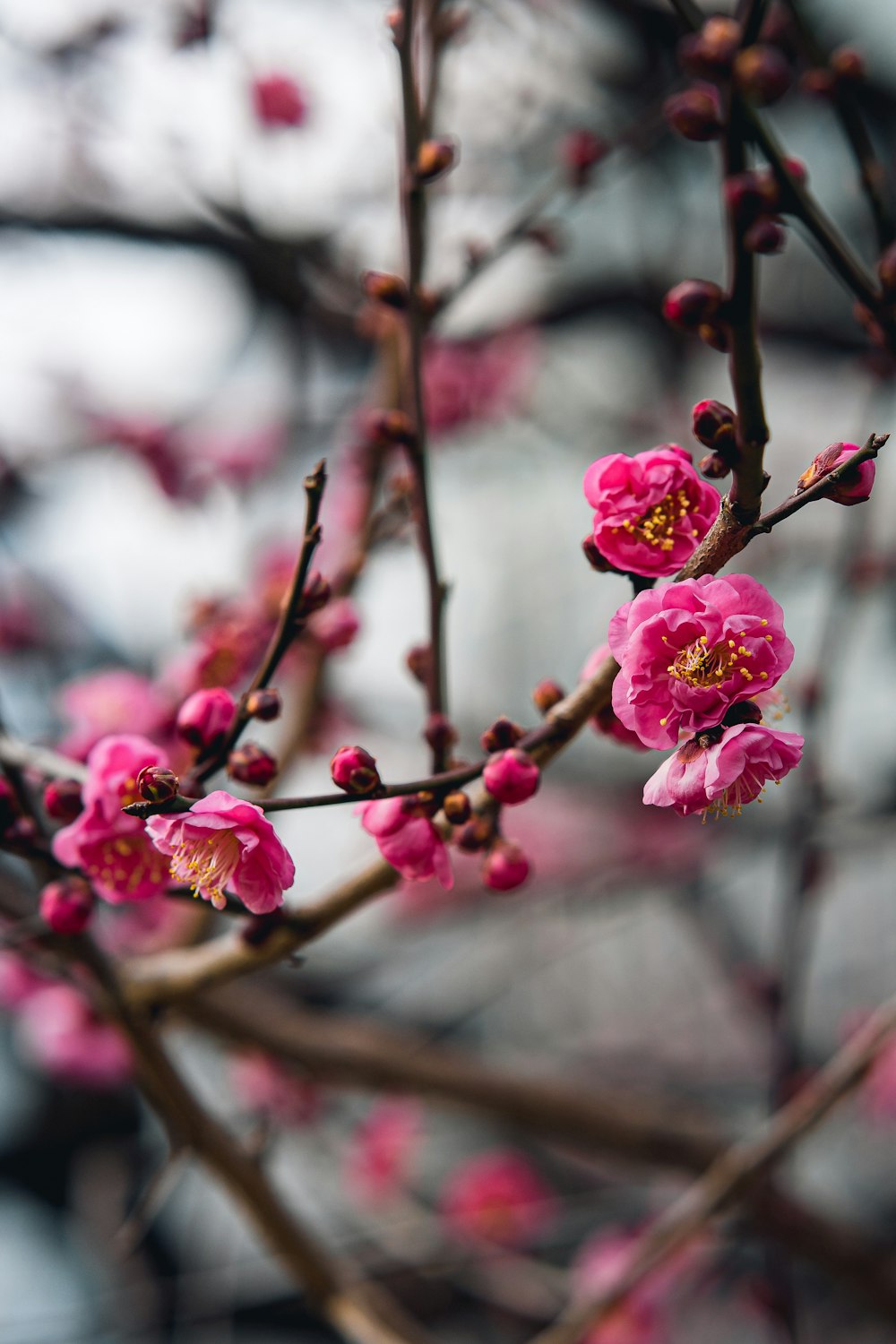 a branch of a tree with pink flowers