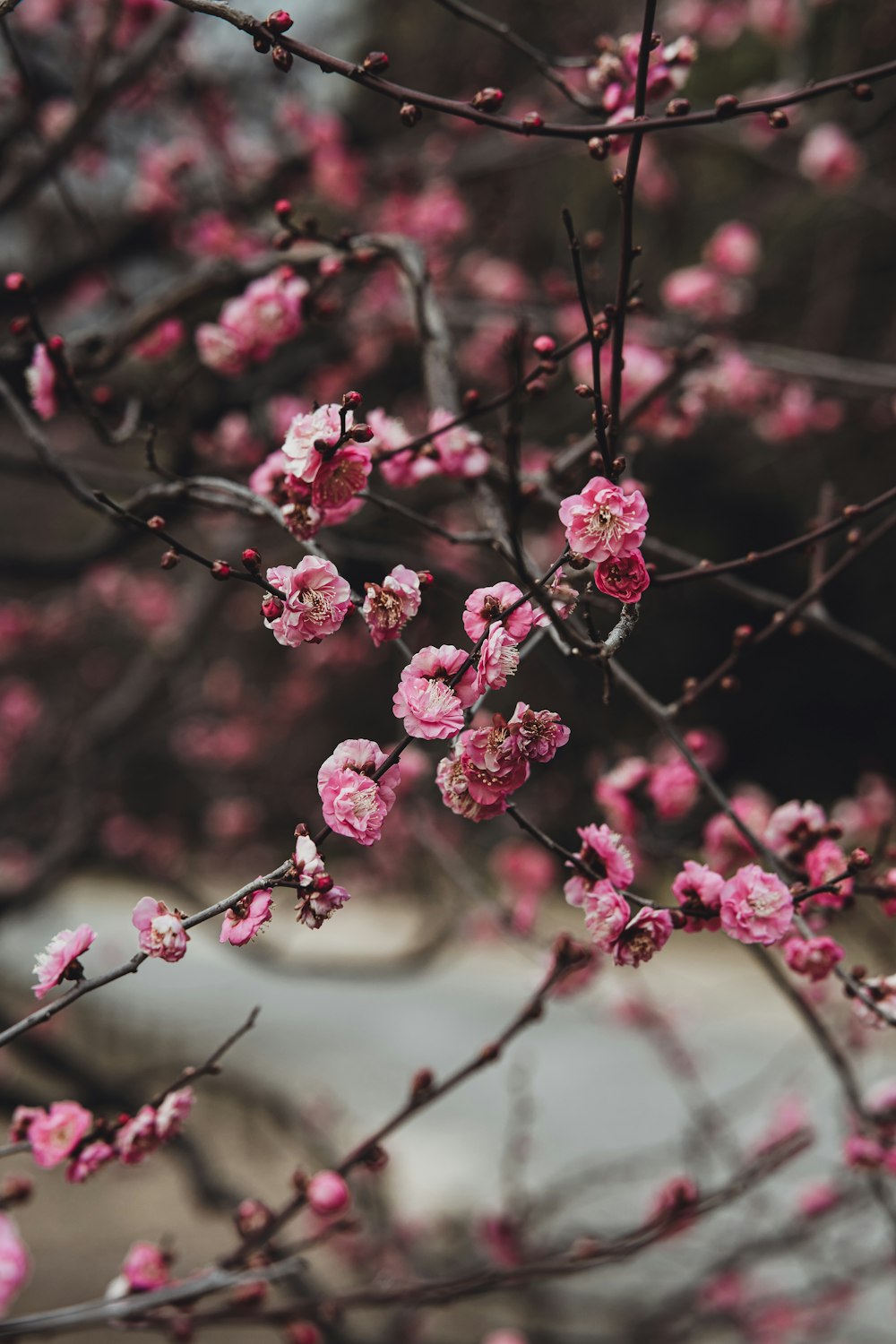 a branch of a tree with pink flowers