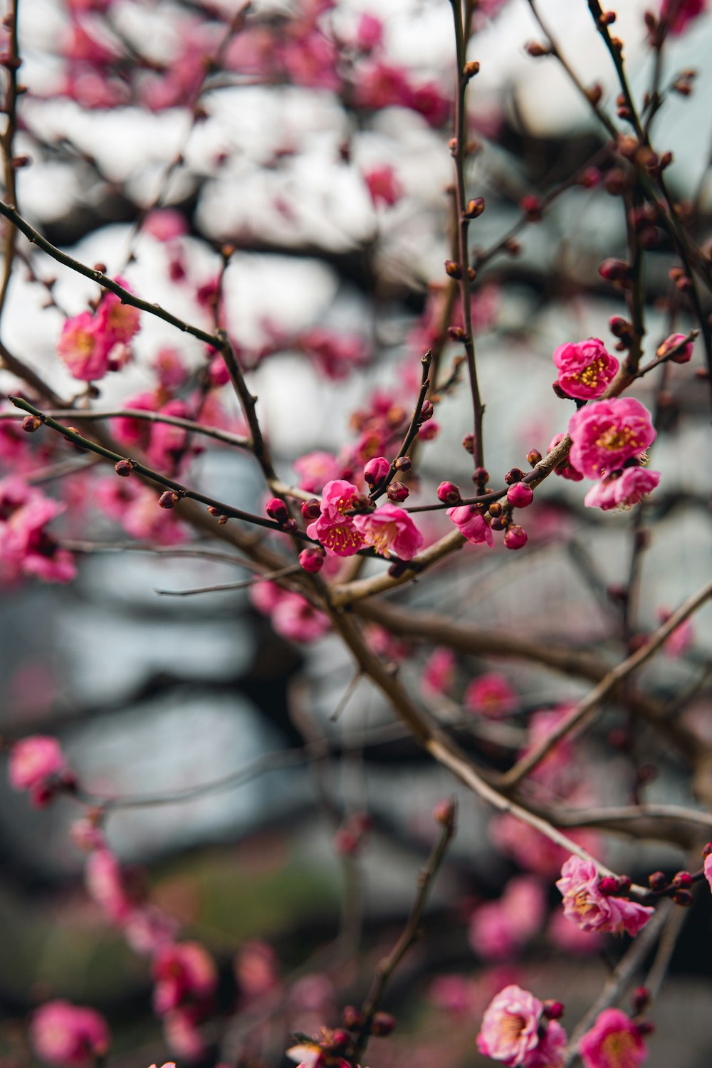 pink flowers are blooming on the branches of a tree