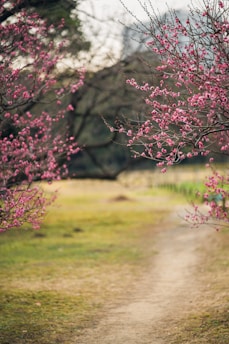 a dirt road surrounded by trees with pink flowers