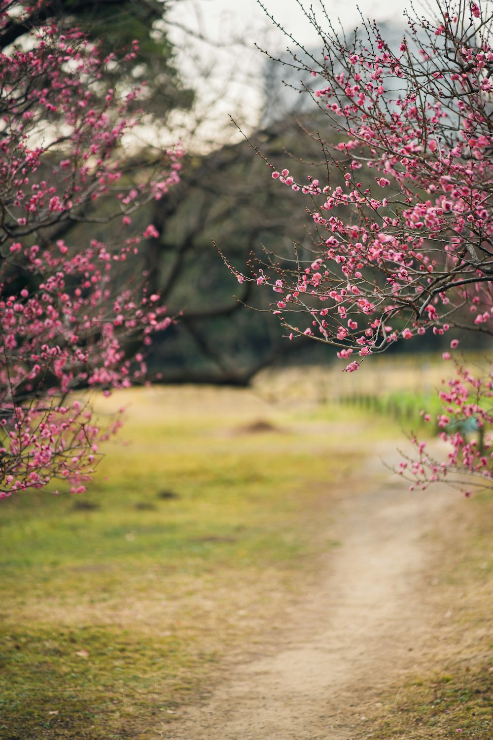 a dirt road surrounded by trees with pink flowers