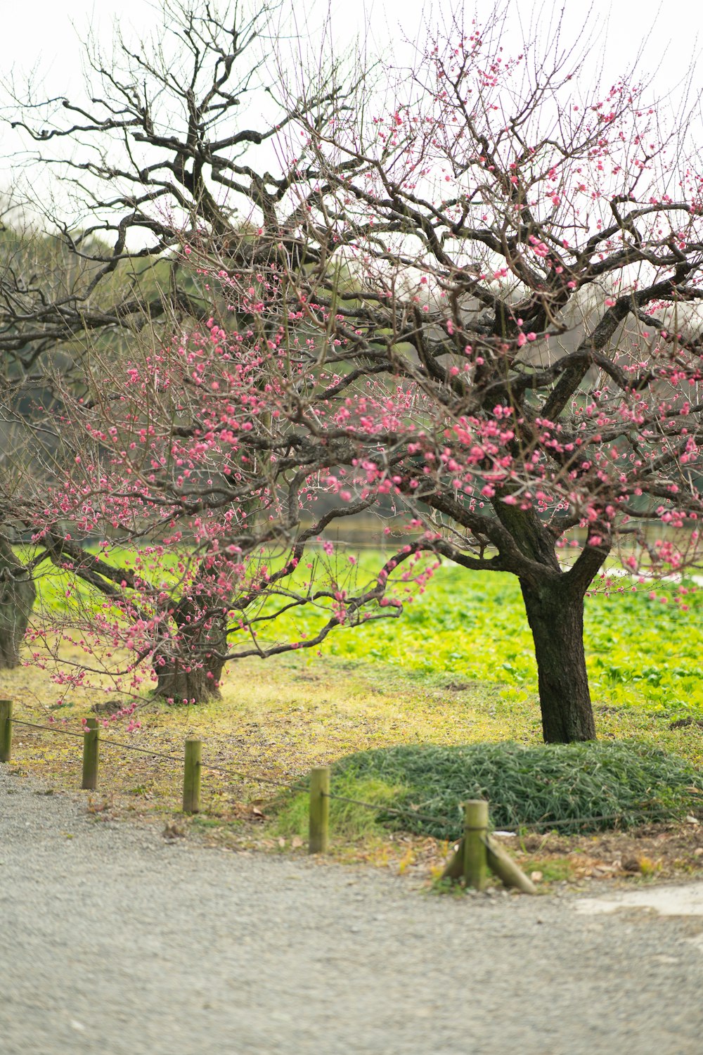 a couple of trees that are next to a road